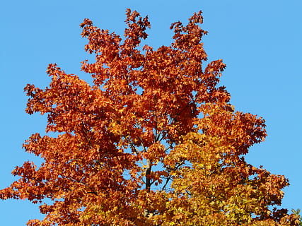 Herbstfarbe, Baum, Ahorn, Färbung, Herbstwald, Herbstlaub, golden, Himmel, Blätter, rot, braun, Gelb, Rotbraun, Herbst, Blatt, Natur, Jahreszeit, draußen, Ast, Pflanze, Flachwinkelansicht, Schönheit in der Natur, klarer Himmel, Veränderung, keine Leute, Tag, Wachstum, Blau, Ruhe, orange Farbe, Land, Pflanzenteil, natürlicher Zustand, Nadelbaum, 2K, CC0, gemeinfrei, lizenzfrei
