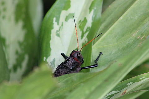 insecte, cricket, animal, temes d'animals, invertebrat, fauna animal, un animal, animals a la natura, color verd, planta, part de la planta, full, primer pla, naturalesa, cap gent, dia, escarabat, creixement, a l'aire lliure, color negre, part del cos dels animals, 4K, CC0, domini públic, lliure de regalies