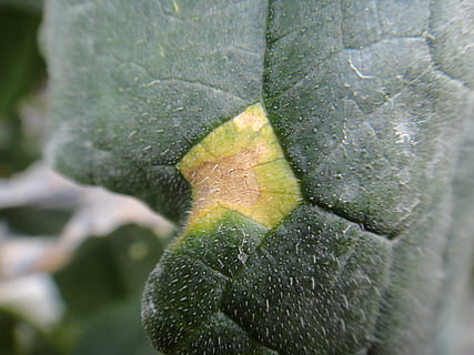 concombre, feuille, maladie, la nature, plante, fermer, macro, couleur verte, fraîcheur, croissance, partie de la plante, personne, beauté dans la nature, journée, en plein air, mise au point sélective, botanique, veine de la feuille, texturé, eau, alimentation saine, arrière-plans, Nourriture et boisson, 4K, CC0, domaine public, libre de droits