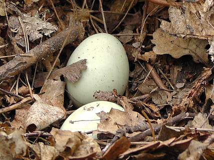 eggs, socket, foliage, spring, bird, nature, forest, leaf, plant part, no people, field, land, dry, food, close-up, plant, day, growth, food and drink, egg, high angle view, outdoors, mushroom, leaves, fungus, selective focus, change, toadstool, 2K, CC0, public domain, royalty free