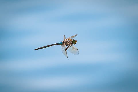 Libelle, Flug, Insekt, schließen, Natur, Tierthemen, Tier, wirbellos, Tierwelt, ein Tier, Tiere in freier Wildbahn, Tierkörperteil, Tierflügel, Himmel, Blau, keine Leute, Nahansicht, farbiger Hintergrund, Gliedmaßen, Blauer Hintergrund, Tierbein, draußen, Zoologie, 2K, CC0, gemeinfrei, lizenzfrei