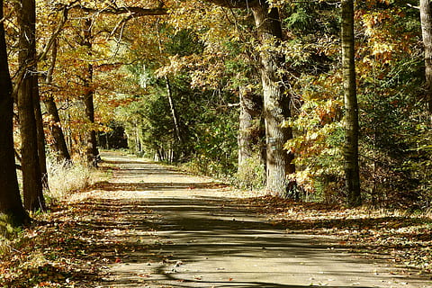 pad, bomen, bosweg, Bos, Bohemen, lopen, herfst, Zuid-Bohemen, boom, natuur, geen mensen, dag, buitenshuis, fabriek, groei, land-, kalmte, boomstam, romp, schoonheid in de natuur, richting, de weg vooruit, rustige scène, zonlicht, voetpad, verandering, bos-, treelined, 4K, CC0, publiek domein, royaltyvrij
