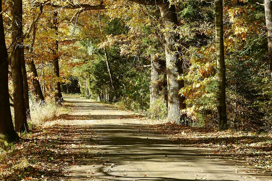 sentiero, alberi, strada forestale, foresta, Boemia, camminare, autunno, Boemia meridionale, albero, natura, nessuno, giorno, all'aperto, pianta, crescita, terra, la tranquillità, tronco d'albero, tronco, bellezza nella natura, direzione, la strada davanti, scena tranquilla, luce del sole, modificare, bosco, treelined, 4K