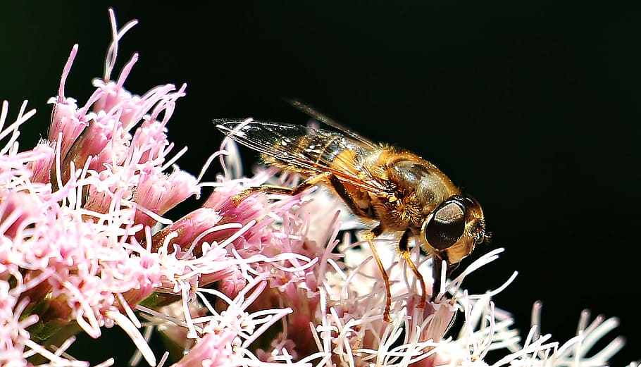 braun, schwarz, Bier, Rosa, Blume, Biene, Insekt, schließen, Natur, blühen, Pflanze, Flora, Fauna, Sommer-, Hymenoptera, apiformes, wilde Biene, Nektar, ein Tier, Nahansicht, Tierthemen, Tierwelt, keine Leute, schwarzer Hintergrund, Leben im Meer, Tag, Tier, wirbellos, Tiere in freier Wildbahn, blühende Pflanze, Schönheit in der Natur, Zerbrechlichkeit, Frische, Blütenblatt, Verletzlichkeit, Makro, Bestäubung, Blütenkopf, Frühling, 4K