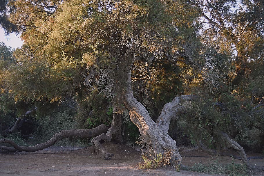 verd, arbre de fulla, durant el dia, arbres vells, taray, arbres, paisatge, arbres centenaris, paisatge natural, arbre, planta, naturalesa, creixement, bellesa a la natura, terra, bosc, tranquil·litat, cap gent, tronc de l'arbre, tronc, dia, a l'aire lliure, escena tranquil·la, escenics - natura, color verd, escena no urbana, idíl·lic, branca, aigua, 5K
