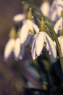 ghiocel, primăvară, floare, închide, plantă, semne de primăvară, natură, flori, macro, marile ninsori, floare de primavara, alb, Martie, grădină, devreme, a inflori, snowdrop spring, a închide, umed, cădere brusca, planta cu flori, frumusețe în natură, fragilitate, vulnerabilitate, creştere, petală, selectiv, insectă, nevertebrat, prospeţime, nici o persoana, apă, inflorescenţă, cap de floare, în aer liber, polen, 5K, CC0, domeniu public, fără drepturi de autor