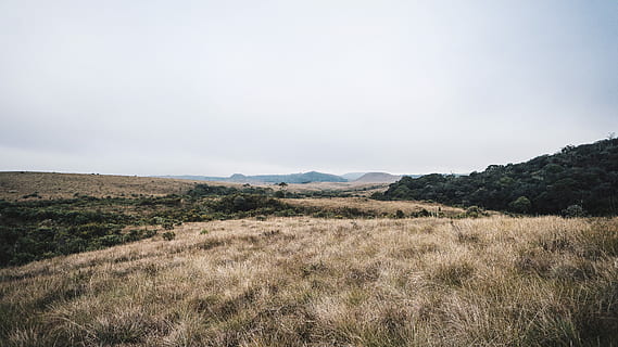 brown, grass, green, trees, daytime, grass field, horizon, tree, hill, field, rural, landscape, nature, cloud, color, sky, overcast, prarie, brush, filed, environment, plant, beauty in nature, tranquility, scenics - nature, mountain, tranquil scene, non-urban scene, no people, land, day, cloud - sky, remote, outdoors, fog, semi-arid, 4K, CC0, public domain, royalty free