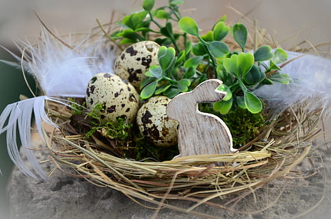 Trei, oua de prepelita, maro, cuib, Paști, oua de Paste, iepurașul de Paște, coş, iepure de câmp, decor, cuib de animale, natură, primăvară, ou animal, sezon, alimente, plantă, mancare si bautura, nici o persoana, prospeţime, recipient, a închide, natură moartă, parte a plantelor, frunze, vedere în unghi mare, zi, să se concentreze asupra primelor elemente, în interior, selectiv, creştere, vegetal, vulnerabilitate, 4K, CC0, domeniu public, fără drepturi de autor