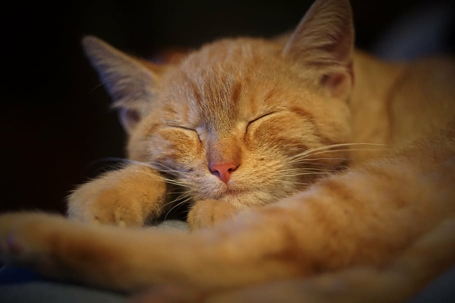 Zenzero, micio, gatto, dormire, gatto domestico, animale, animale domestico, riposo, faccia di gatto, mammifero, carina, animali, addormentato, fuliggine, capo, vista, gattino, pace, ritratto di gatto, dai capelli rossi, fatica, dettagliato, domestico, temi animali, un animale, animali domestici, occhi chiusi, felino, rilassamento, avvicinamento, parte del corpo animale, nessuno, testa di animale, baffo, in casa, sfondo nero, gatto rosso, soriano, napping, 5K