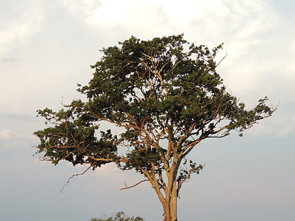 solnedgang, Eventide, sol, horisont, mod lys, gård, natur, skønhed, landskab, brasilien, fugl, tropiske fugle, træ, afdeling, plante, himmel, udendørs, Skov, ingen mennesker, dag, vækst, ro, sky - himmel, skønhed i naturen, lav vinkel visning, scenics - natur, enkelt træ, dyre temaer, dyr i naturen, rolig scene, dyr, 4K, CC0, offentligt domæne, royaltyfrie