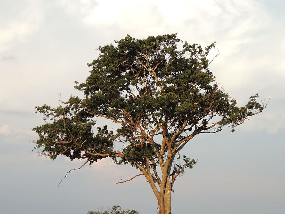 solnedgang, Eventide, sol, horisont, mod lys, gård, natur, skønhed, landskab, brasilien, fugl, tropiske fugle, træ, afdeling, plante, himmel, udendørs, Skov, ingen mennesker, dag, vækst, ro, sky - himmel, skønhed i naturen, lav vinkel visning, scenics - natur, enkelt træ, dyre temaer, dyr i naturen, rolig scene, dyr, 4K