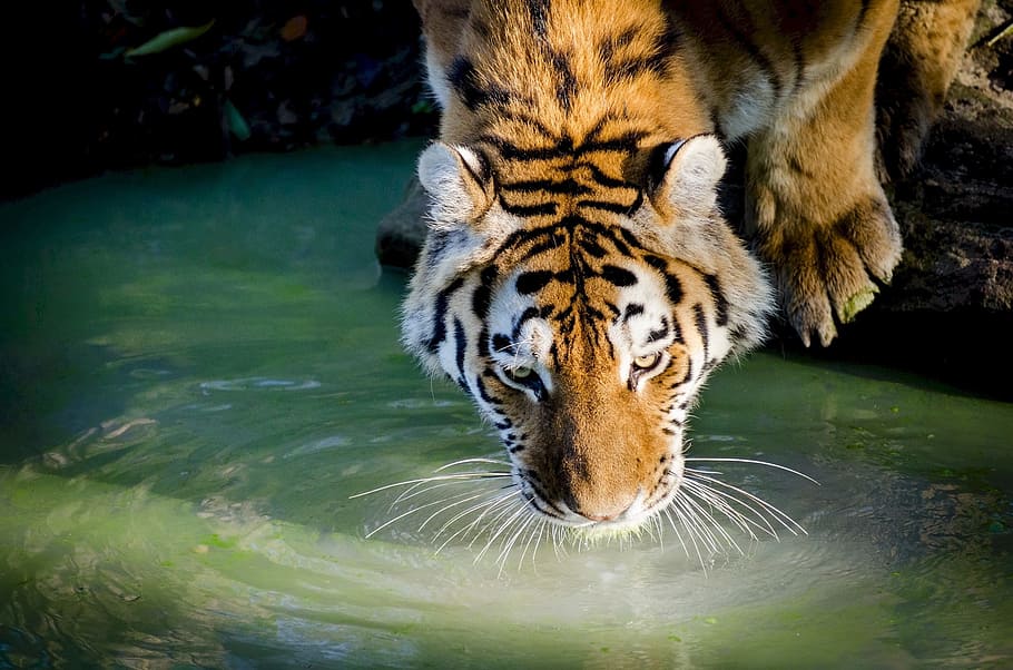 beguda de tigre, llac, durant el dia, tigre, beure, piscina, gat gran, felí, vida salvatge, naturalesa, zoo, depredador, retrat, cap, pell, temes d'animals, un animal, animal, mamífer, fauna animal, animals a la natura, gat, aigua, vertebrats, carnivora, cap gent, Espècies en perill d'extinció, a l'aire lliure, bigotis, cap d’animals, 1080P