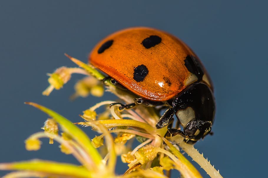 brązowy, czarny, biedronka, żółty, fotografia kwiatowa z bliska, kwiat, owad, kwitnąć, wiosna, Natura, blisko, Zwierząt, łąka, lato, odosobniony, słońce, chrząszcz, roślina, bezkręgowy, tematy zwierzęce, jedno zwierzę, zwierzę, zwierzęca przyroda, zwierzęta na wolności, zbliżenie, żadnych ludzi, część ciała zwierzęcia, makro, kolorowe tło, cętkowany, roślina kwitnąca, oko zwierzęcia, 1080P