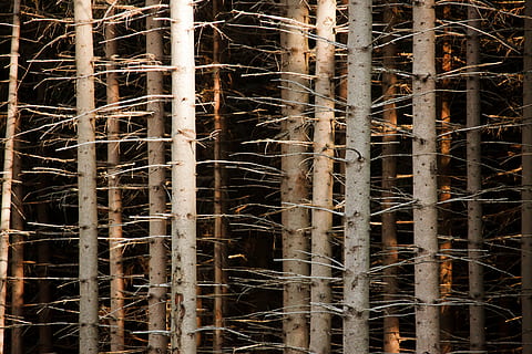 photo, leafless trees, abstract, background, bark, branch, brown, forest, nature, pattern, row, texture, timber, tree, trunk, wood, wooden, dry, dark, scary, trunks, full frame, plant, no people, backgrounds, day, outdoors, growth, beauty in nature, construction industry, close-up, land, architecture, tree trunk, sunlight, bamboo - plant, tangled, 4K, CC0, public domain, royalty free