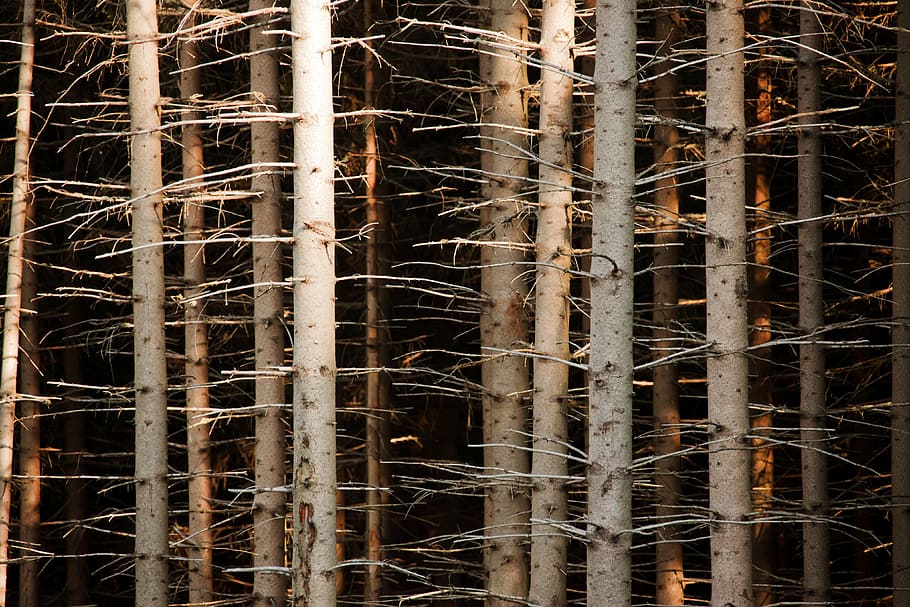 foto, bladloze bomen, abstract, achtergrond, schors, tak, bruin, Bos, natuur, patroon, rij, structuur, hout, boom, romp, houten, droog, donker, eng, trunks, volledig kader, fabriek, geen mensen, achtergronden, dag, buitenshuis, groei, schoonheid in de natuur, bouwindustrie, detailopname, land-, architectuur, boomstam, zonlicht, bamboe - plant, verwarde, 4K