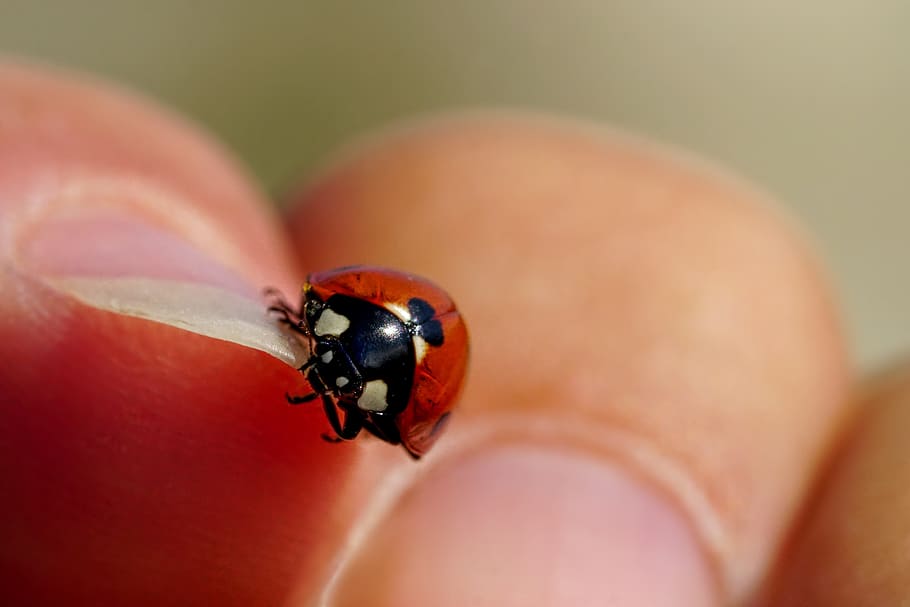 persona, celebració, negre, marró, error, insecte, escarabat, marieta, mà, amulet de la sort, tancar, bonic, part del cos humà, mà humana, fauna animal, invertebrat, un animal, primer pla, una persona, animals a la natura, enfocament selectiu, part del cos, dit, centrar-se en primer pla, dit humà, 5K