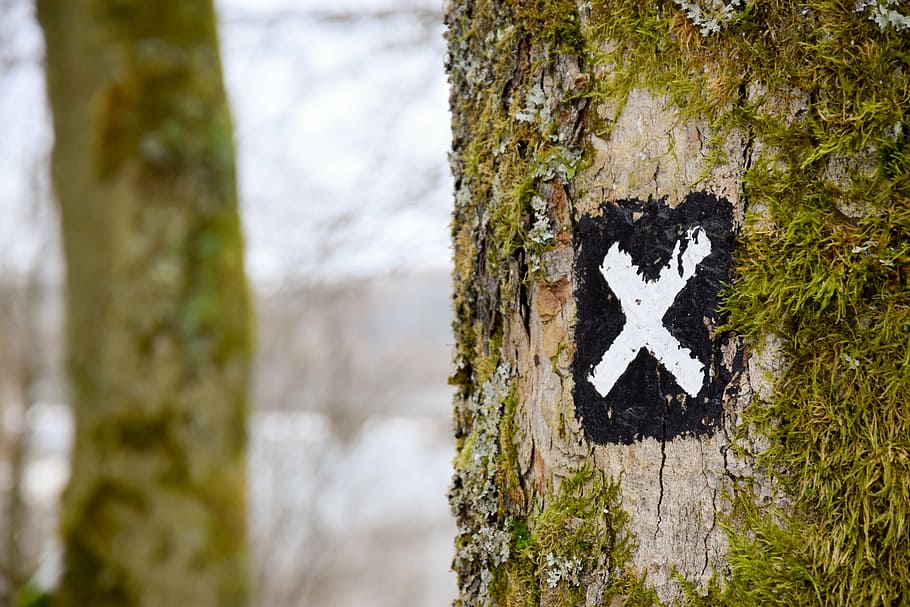 marró, escorça d'arbre, carta x senyalització, tancar, foto, arbre, tronc, x, signe, herba, naturalesa, senyal, carta, pintura, art, tronc de l'arbre, cap gent, centrar-se en primer pla, primer pla, dia, a l'aire lliure, temes d'animals, planta, escorça de la planta, textura, creixement, terra, aspre, creativitat, material de fusta, escorça, neu, liquen, 5K