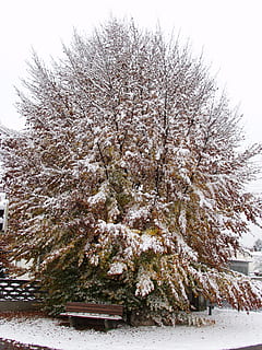 Baum, Buche, Herbstlaub, Winterschlag, Schnee, Winter, kalte Temperatur, Pflanze, Schönheit in der Natur, Wachstum, Natur, weiße Farbe, Tag, Ast, Abdeckung, Himmel, keine Leute, Ruhe, Land, gefroren, Feld, draußen, Kirschblüte, Kirschbaum, 2K, CC0, gemeinfrei, lizenzfrei