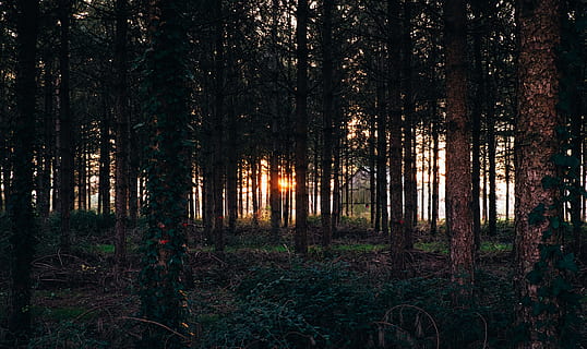 Foto, skovudsigt, sollys, passerer, tanke, træer, skov om dagen, Skov, gylden time, sol, fyrretræ, træ linje, natur, træ, udendørs, landskab, scenics, skønhed i naturen, morgen, rolig scene, sommer, ingen mennesker, vildmarksområde, grøn farve, eventyr, dyster, jord, plante, træstamme, bagagerum, vækst, ro, scenics - natur, ikke-urbane scene, fjern, Mark, himmel, idyllisk, 4K, CC0, offentligt domæne, royaltyfrie