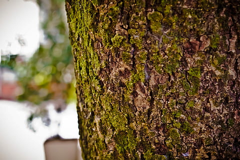 textura, létající, ulice, shell, dřevo, strom, starý strom, kmen stromu, venku, Příroda, den, zaměřit se na popředí, kufr, rostlina, detail, texturou, kůra, růst, mech, selektivní zaměření, rostlinné kůry, nikdo, hrubý, dřevo - materiál, hnědý, vzor, lišejník, efekt, 5K, CC0, veřejná doména, bez autorských práv