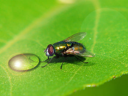 Flaschenfliege, fliegen, tropfen, Reflexion, Makro, Pflanze, Natur, schließen, Insekt, Wasser, Gelb, Sommer-, Insektenmakro, Makrofotografie, Wassertropfen, behaart, Flora, Struktur, Herbst, Facettenaugen, Tierfotografie, reflektieren, wirbellos, Tierthemen, Tier, Tierwelt, Pflanzenteil, Tiere in freier Wildbahn, grüne Farbe, ein Tier, Blatt, Tierflügel, Nahansicht, selektiver Fokus, keine Leute, Schönheit in der Natur, Tierkörperteil, draußen, Tierauge, 2K, CC0, gemeinfrei, lizenzfrei