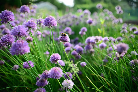 forår, purløg, bier, humlebi, mad, grøn, plante, naturlig, ingrediens, løg, organisk, sund og rask, frisk, natur, grøntsag, bi, blomst, blomstrende plante, friskhed, skønhed i naturen, vækst, skrøbelighed, sårbarhed, lilla, tæt på, blomsterhoved, kronblad, blomsterstand, ingen mennesker, jord, Mark, dag, selektiv fokusering, botanik, udendørs, urt, lavendel, kløver, bestøvning, blomsterseng, 5K, CC0, offentligt domæne, royaltyfrie