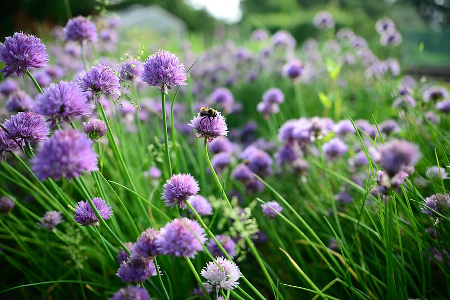 primavera, cebollí, abelles, bumble bee, menjar, verd, planta, natural, ingredient, ceba, orgànic, saludable, fresc, naturalesa, vegetals, abella, flor, planta amb flors, frescor, bellesa a la natura, creixement, fragilitat, vulnerabilitat, porpra, primer pla, cap de flor, pètal, inflorescència, cap gent, terra, camp, dia, enfocament selectiu, botànica, a l'aire lliure, herba, espígol, trèvol, polinització, llit de flors, 5K