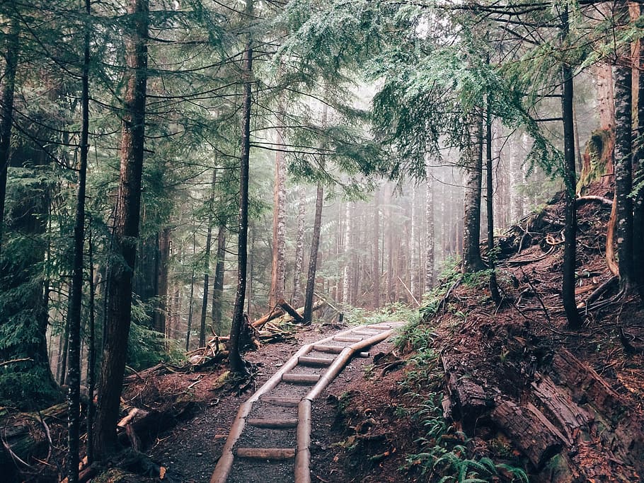 verd, pins, bosc, paisatge, naturalesa, Camí, ruta, arbres, fusta, boscos, arbre, planta, terra, tronc, tronc de l'arbre, creixement, tranquil·litat, el camí a seguir, dia, direcció, escena tranquil·la, cap gent, escena no urbana, bellesa a la natura, escenics - natura, branca, sendera, a l'aire lliure, 2K