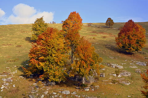 escursione, alberi, autunno, pista, montagna, il percorso europeo, e5, Lessinia, Italia, modificare, albero, pianta, natura, paesaggio, nessuno, terra, cielo, scenics - natura, ambiente, la tranquillità, bellezza nella natura, scena tranquilla, nuvola - cielo, foglia, giorno, parte vegetale, all'aperto, scena non urbana, collezione autunnale, condizione naturale, semi arido, 5K, CC0, dominio pubblico, privo di copyright
