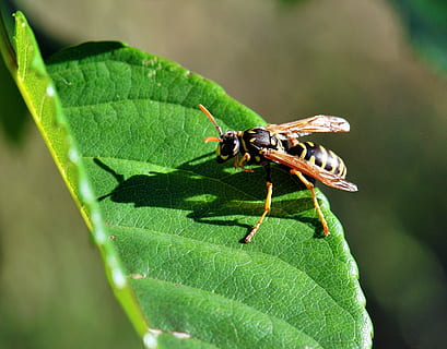 osa, macro, ombra, foglia, avvicinamento, insetto, predatore, animali allo stato selvatico, colore verde, temi animali, un animale, invertebrato, parte vegetale, fauna selvatica, animale, giorno, natura, pianta, nessuno, messa a fuoco selettiva, crescita, all'aperto, bellezza nella natura, concentrarsi sulle conoscenze acquisite, 2K, CC0, dominio pubblico, privo di copyright