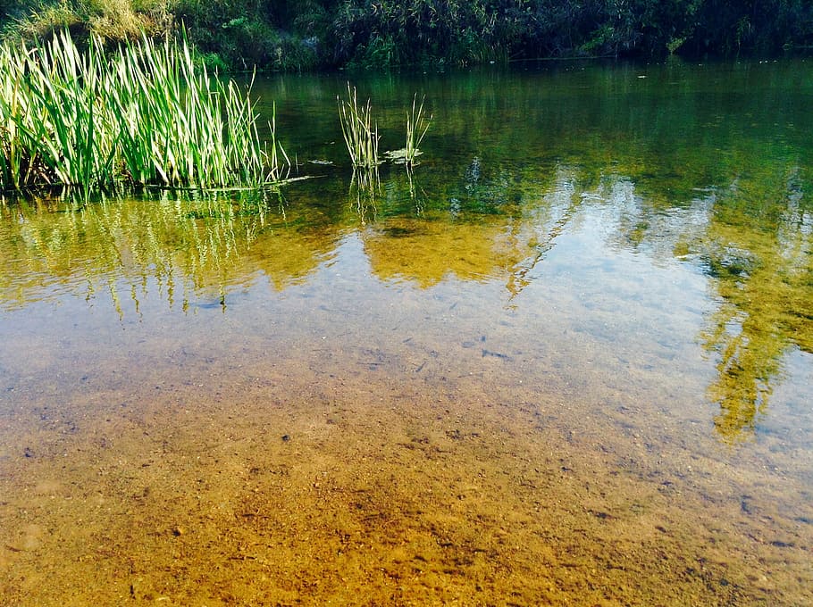 Wasser, Teich, Reflexion, Natur, Tiere in freier Wildbahn, See, keine Leute, Pflanze, Ruhe, Schönheit in der Natur, Szenen - Natur, Tag, ruhige Szene, Wachstum, Ufergegend, Baum, Gras, grüne Farbe, draußen, Nicht-städtische Szene, idyllisch, Sumpf, Reflexionssee, 2K