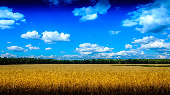 Natur, Feld, Aussicht, Wolken, Himmel, Landschaft, HDR-Bild, wolke - himmel, ländliche Szene, Land, Umgebung, Pflanze, Landwirtschaft, Schönheit in der Natur, Ernte, Gelb, Wachstum, Blau, Szenen - Natur, Getreidepflanze, Bauernhof, Ruhe, ruhige Szene, keine Leute, draußen, Frühling, reif, 4K, CC0, gemeinfrei, lizenzfrei