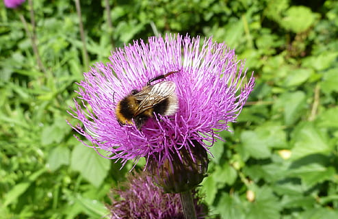 bombo, fiore, insetto, pianta fiorita, invertebrato, temi animali, animale, animali allo stato selvatico, fauna selvatica, ape, un animale, bellezza nella natura, fragilità, viola, pianta, petalo, freschezza, testa di fiore, crescita, vulnerabilità, avvicinamento, impollinazione, nessuno, all'aperto, 1080P, CC0, dominio pubblico, privo di copyright