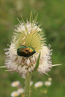 kumbang, bug, potongan rambut, dipsacus, hijau, Juni, Laciniatus, linnaeus, berduri, teasel, thistle, serangga, tanaman, bunga, tanaman berbunga, menanam, keindahan di alam, binatang di alam liar, kerapuhan, fokus pada latar depan, invertebrata, satu binatang, satwa liar hewan, merapatkan, pertumbuhan, kerentanan, tema binatang, kesegaran, hewan, kepala bunga, alam, daun bunga, tidak ada orang, penyerbukan, di luar rumah, serbuk sari, sayap binatang, ungu, 4K, CC0, domain publik, bebas royalti