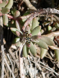 hoverfly, abella falsa, insecte, naturalesa, planta, a l'aire lliure, full, primer pla, animals a la natura, dia, fauna animal, creixement, animal, un animal, centrar-se en primer pla, cap gent, temes d'animals, invertebrat, bellesa a la natura, part de la planta, llum solar, enfocament selectiu, 1080P, CC0, domini públic, lliure de regalies