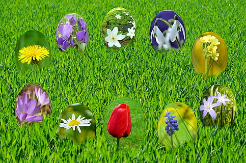 Pasqua, uova, primavera, sole, erba, verde, cielo, blu, luce, primula, tulipano, viola, muscari, bucaneve, anemone, fioritura, frusta, fiori, fogliame, prato, natura, margherita, dente di leone, croco, fiore, pianta fiorita, pianta, bellezza nella natura, freschezza, vulnerabilità, terra, fragilità, colore verde, nessuno, petalo, campo, multicolore, infiorescenza, giorno, crescita, testa di fiore, all'aperto, iris, 4K, CC0, dominio pubblico, privo di copyright