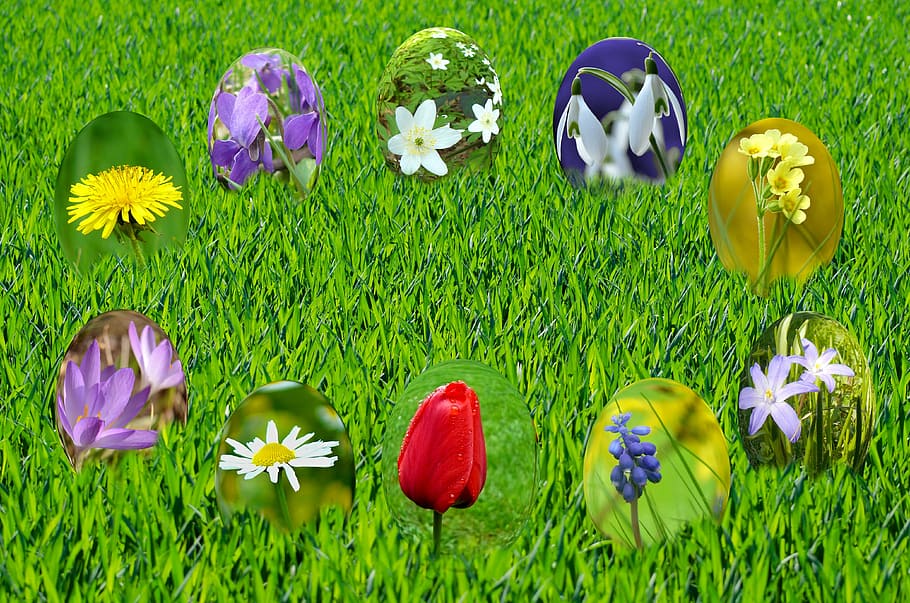 Pasqua, ous, primavera, sol, herba, verd, cel, blau, llum, tulipa, violeta, muscari, snowdrop, anemone, florint, fuet, flors, fullatge, prat, naturalesa, margarida, dent de lleó, safrà, flor, planta amb flors, planta, bellesa a la natura, frescor, vulnerabilitat, terra, fragilitat, color verd, cap gent, pètal, camp, multicolor, inflorescència, dia, creixement, porpra, cap de flor, a l'aire lliure, iris, 4K