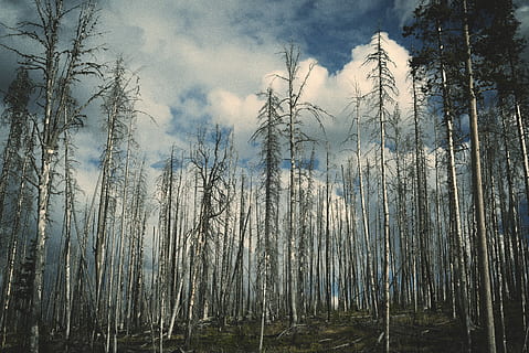 foto sudut rendah, pohon birch, siang hari, hijau, pohon, putih, awan, telanjang, hutan, di luar ruangan, suram, alam, biru, pemandangan, langit, musim dingin, berawan, perak, forrest, mati, tanah, menanam, ketenangan, tidak ada orang, lingkungan Hidup, adegan yang tenang, adegan non-urban, keindahan di alam, bagasi, awan - langit, batang pohon, scenics - alam, hari, hutan pinus, di luar rumah, pohon pinus, pohon jenis konifera, 2K, CC0, domain publik, bebas royalti