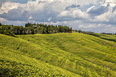 verde, montagna di campo, giorno, fotografia di paesaggio, campo d'erba, terreno edificabile, montagna, nube, rurale, albero, collina, pendenza, agricoltura, natura, scena rurale, vigneto, campo, paesaggio, Paesaggi, scena non urbana, Italia, azienda agricola, Europa, estate, colore verde, all'aperto, vite, cielo, pianta, terra, cultura italiana, Toscana, bellezza nella natura, nessuno, vino, uva, nuvola - cielo, ambiente, scenics - natura, la tranquillità, erba, fogliame lussureggiante, raccolto, coltura del tè, piantagione, 5K, CC0, dominio pubblico, privo di copyright