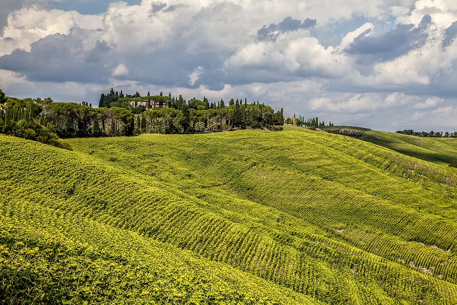 verde, montagna di campo, giorno, fotografia di paesaggio, campo d'erba, terreno edificabile, montagna, nube, rurale, albero, collina, pendenza, agricoltura, natura, scena rurale, vigneto, campo, paesaggio, Paesaggi, scena non urbana, Italia, azienda agricola, Europa, estate, colore verde, all'aperto, vite, cielo, pianta, terra, cultura italiana, Toscana, bellezza nella natura, nessuno, vino, uva, nuvola - cielo, ambiente, scenics - natura, la tranquillità, erba, fogliame lussureggiante, raccolto, coltura del tè, piantagione, 5K