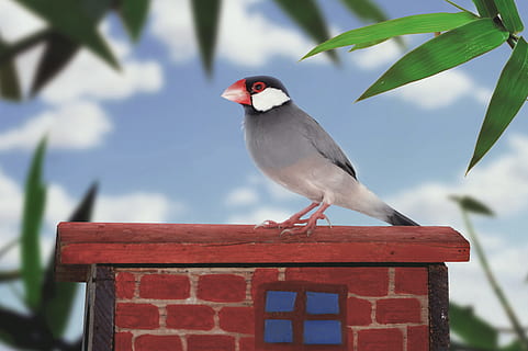 java mus, mus, vogel, ave, vogeltje, behang, dierenleven, dieren in het wild, één dier, gewerveld, neerstrijken, dag, focus op de voorgrond, natuur, volledige lengte, geen mensen, buitenshuis, hout - materiaal, rood, detailopname, boom, schoonheid in de natuur, klein, 5K, CC0, publiek domein, royaltyvrij