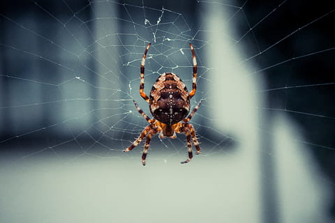 pavouk, pavoučí síť, web, Příroda, pavučina, zvíře, hmyz, pavoukovec, stvoření, strach, strašidelný, volně žijících živočichů, Chyba, škůdce, noha, jednoho zvířete, zvířat, členovců, bezobratlý, zvířata ve volné přírodě, křehkost, detail, část těla zvířete, zaměřit se na popředí, zvířecí noha, zranitelnost, zoologie, nikdo, venku, jedovatý, složitost, 4K, CC0, veřejná doména, bez autorských práv