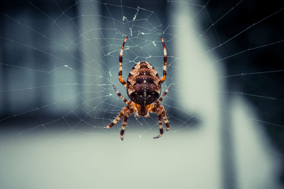 pavouk, pavoučí síť, web, Příroda, pavučina, zvíře, hmyz, pavoukovec, stvoření, strach, strašidelný, volně žijících živočichů, Chyba, škůdce, noha, jednoho zvířete, zvířat, členovců, bezobratlý, zvířata ve volné přírodě, křehkost, detail, část těla zvířete, zaměřit se na popředí, zvířecí noha, zranitelnost, zoologie, nikdo, venku, jedovatý, složitost, 4K