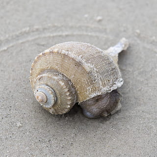 conchiglia, mollusco, lumaca, gasteropode, spirale, natura, spiaggia, tropicale, mare, fauna selvatica, animale, temi animali, guscio di animale, animali allo stato selvatico, avvicinamento, invertebrato, un animale, nessuno, terra, giorno, sabbia, all'aperto, marino, 1080P, CC0, dominio pubblico, privo di copyright