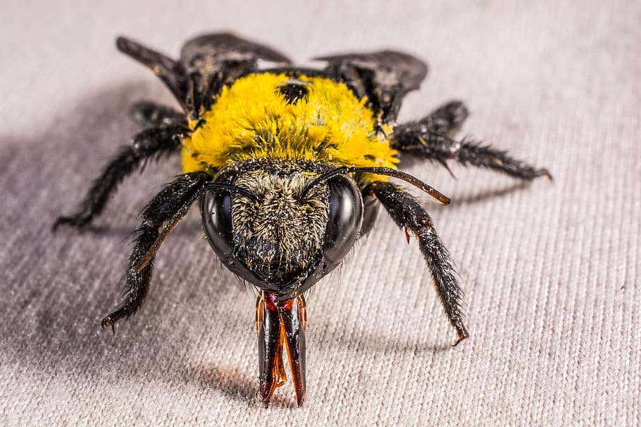 insecte, escarabat, volar, Whopper, tancar, invertebrat, temes d'animals, animal, fauna animal, un animal, primer pla, groc, animals a la natura, artròpode, abella, cap gent, part del cos dels animals, macro, aràcnids, naturalesa, centrar-se en primer pla, bellesa a la natura, primer pla extrem, a l'interior, ull d’animals, 5K