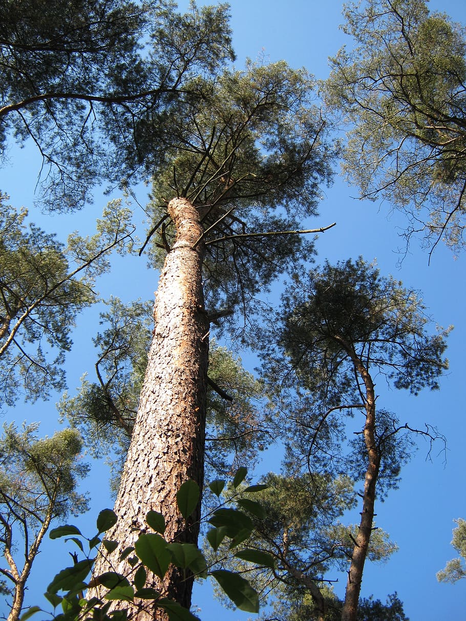 pi, bosc, rock, superior, vista, cel, corones, senderisme, arbre, planta, vista d’angle baix, tronc de l'arbre, tronc, creixement, naturalesa, dia, cap gent, alta - alta, branca, tranquil·litat, bellesa a la natura, a l'aire lliure, cel clar, llum solar, color verd, terra, blau, escorça, arbre de coníferes, copa de l'arbre, 2K