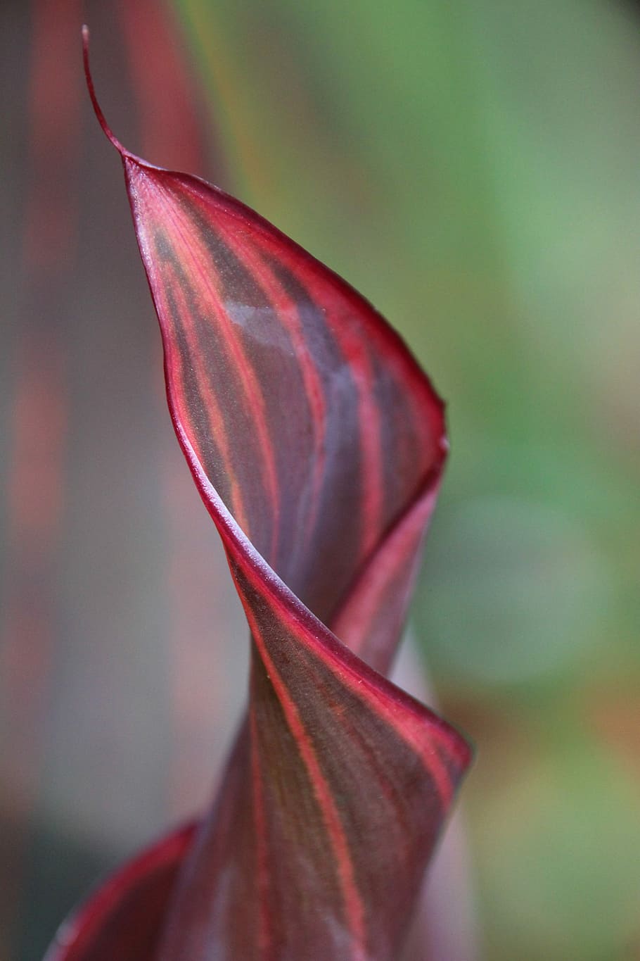 Blatt, Pflanze, gerollt, Natur, Wachstum, rot, keine Leute, Nahansicht, Schönheit in der Natur, Zerbrechlichkeit, Fokus auf den Vordergrund, Verletzlichkeit, Pflanzenteil, Frische, Tag, selektiver Fokus, Blume, Blütenblatt, blühende Pflanze, draußen, Blütenkopf, Veränderung, kastanienbraun, Blätter, Fokus, 5K