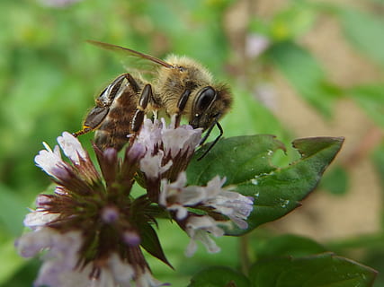 abella, menta, insecte, porpra, flors, flor, planta amb flors, planta, bellesa a la natura, animal, fragilitat, temes d'animals, vulnerabilitat, un animal, animals a la natura, creixement, invertebrat, frescor, fauna animal, pètal, primer pla, cap de flor, naturalesa, polinització, cap gent, ala dels animals, a l'aire lliure, pol·len, Abellot, papallona - insecte, 2K, CC0, domini públic, lliure de regalies