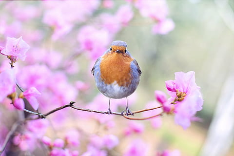 azul, amarillo, pájaro, rosado, flor, selectivo, foto de enfoque, pájaro de primavera, primavera, Robin, árbol en flor, naturaleza, rama, árbol, vistoso, color rosa, un animal, nadie, de cerca, fragilidad, planta, fauna animal, día, animal, planta floreciendo, temas de animales, belleza en la naturaleza, posado, enfoque selectivo, frescura, vertebrado, animales en la naturaleza, al aire libre, flor de cerezo, 5K