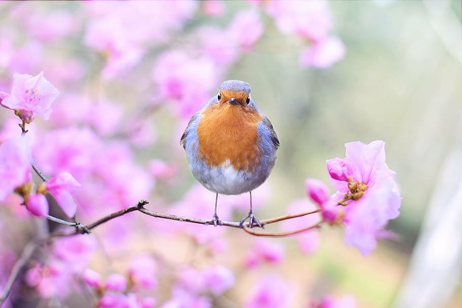 blau, groc, ocell, rosa, flor, selectiu, foto del focus, ocell de primavera, primavera, robin, arbre amb flors, naturalesa, branca, arbre, colorit, color rosa, un animal, cap gent, primer pla, fragilitat, planta, fauna animal, dia, animal, planta amb flors, temes d'animals, bellesa a la natura, posat, enfocament selectiu, frescor, vertebrats, animals a la natura, a l'aire lliure, flor de cirerer, 5K